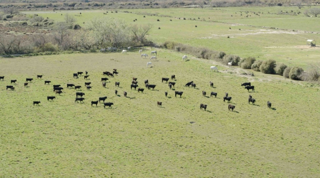 professionnel du drone en camargue