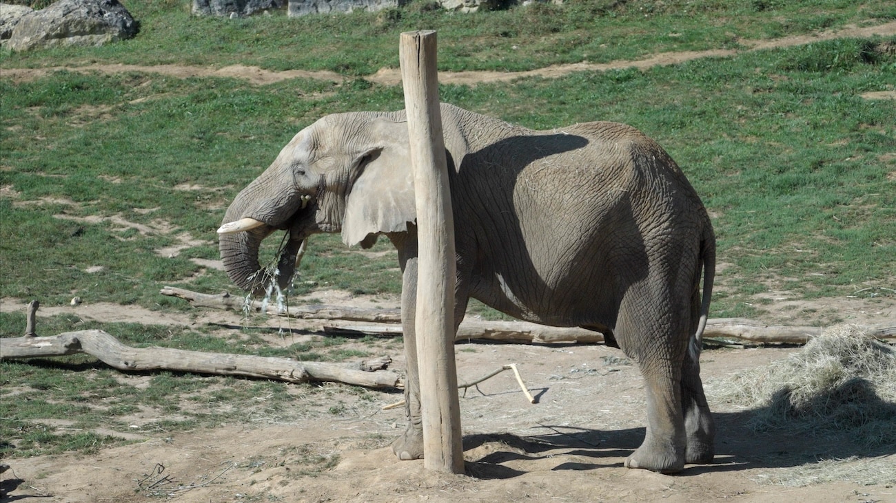 elephant capturé en vidéo au zoo de beauval 1.6.1