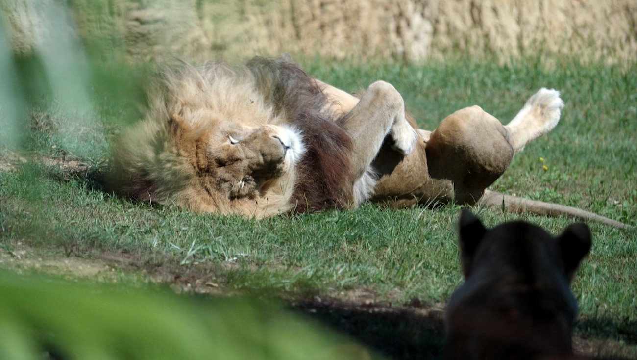 lion photophraphe animalier 1.5.1