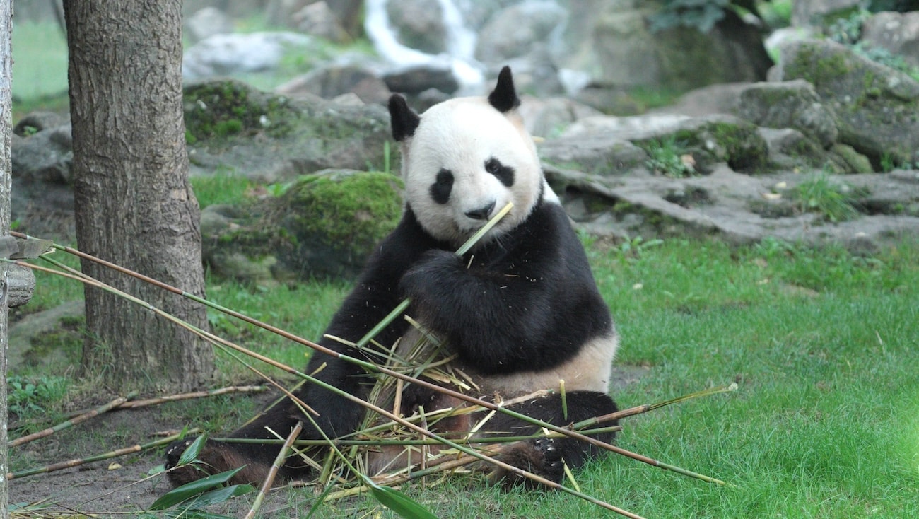 panda filmé par camemaran spécialiste des animaux beauval 1.7.1