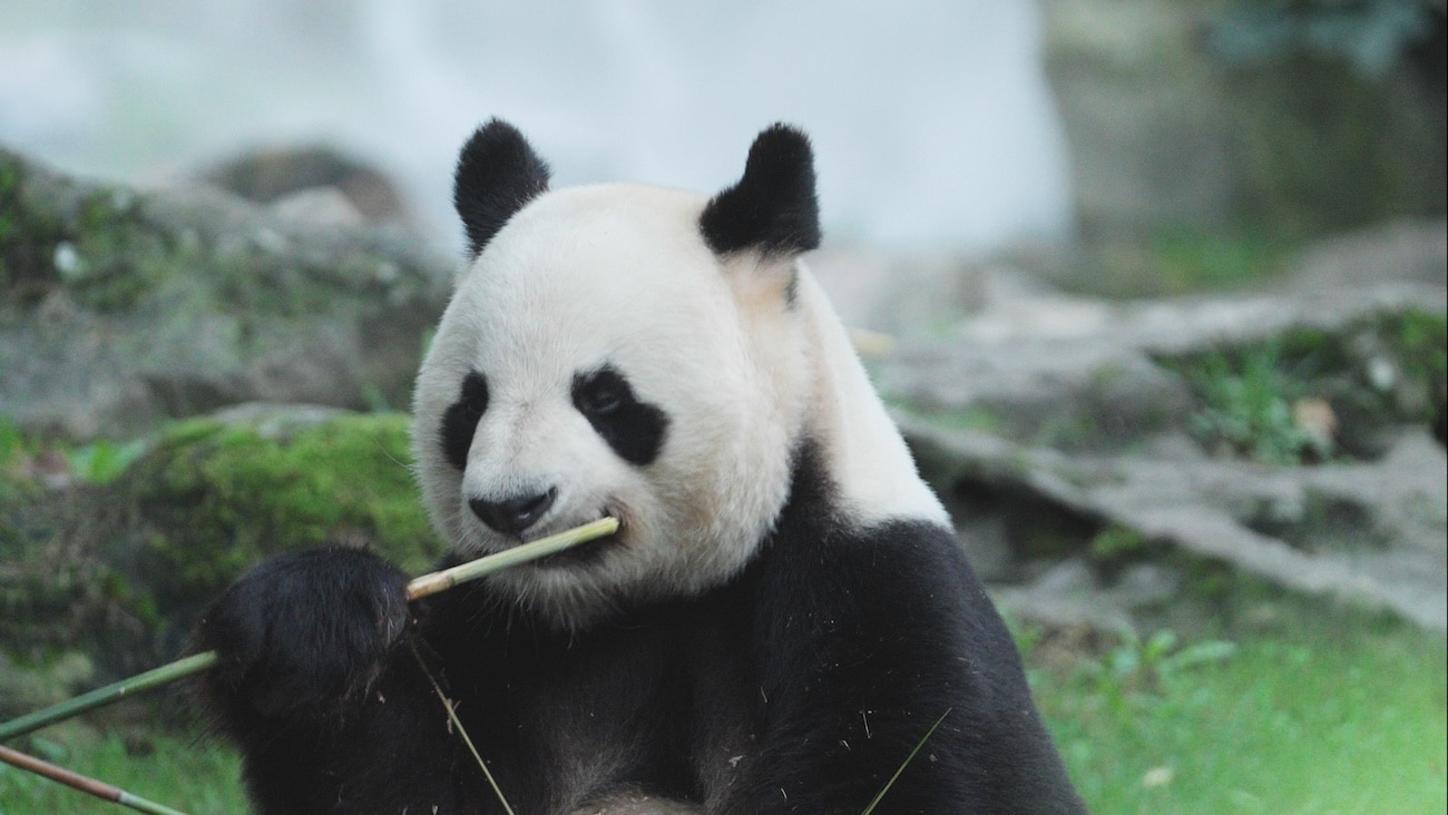 panda filmé par un professionnel 1.1.1