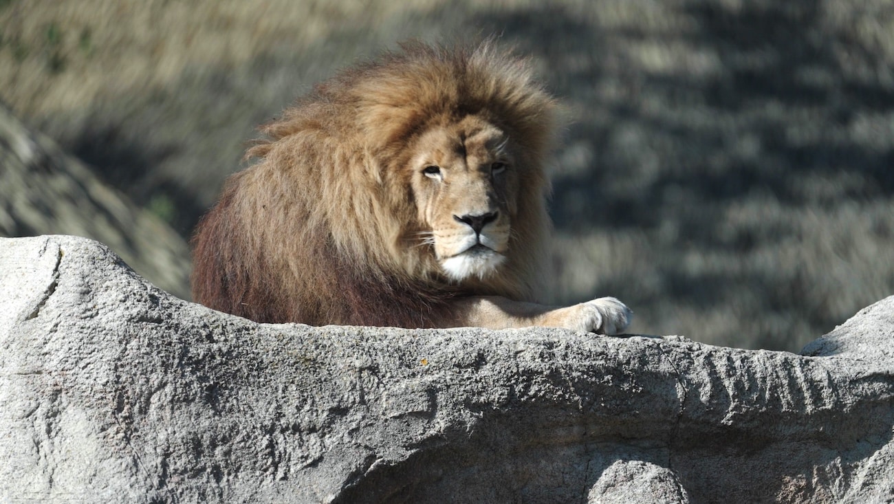 vidéaste freelance animalier : lion photographié 1.2.2