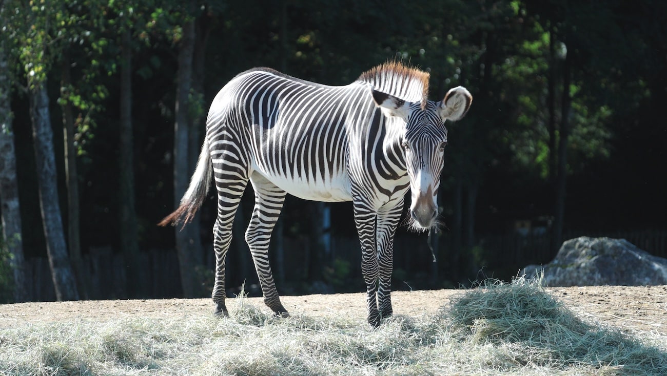 zebre zoo de beauval entreprise de video animalière 1.4.1
